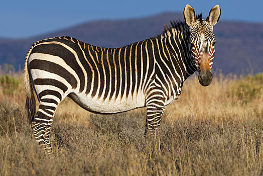 角山斑马,斑马,成年,站立,草地,斑马山国家公园,东开普省,南非,非洲