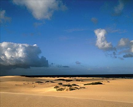 沙丘,海洋,海滩,夏天,加纳利群岛,富埃特文图拉岛