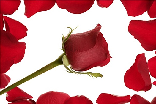 红玫瑰,花瓣,边界