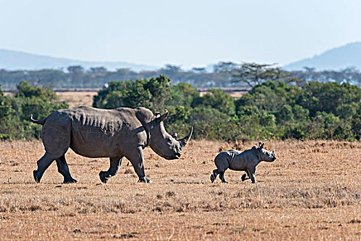 白犀牛,走,小动物,上方,草原,自然保护区,肯尼亚,非洲