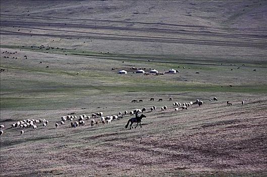 绵羊,牧群,哺乳动物,蒙古,亚洲,动物