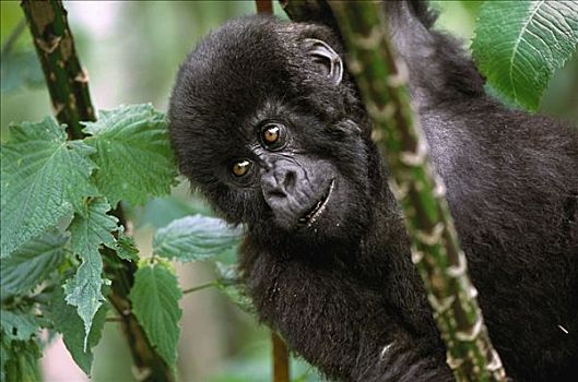山地大猩猩,大猩猩,幼小,树林,濒临灭绝,维龙加山,火山国家公园,卢旺达