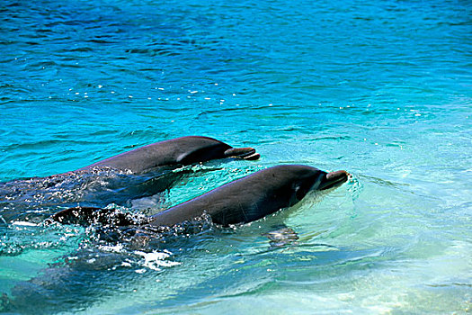 洪都拉斯,海湾群岛,岛屿,钥匙,胜地,海豚,遭遇,宽吻海豚