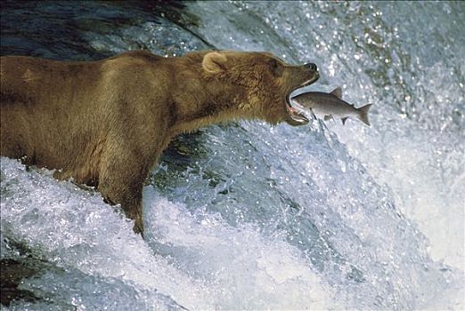 大灰熊,棕熊,抓住,卵,红大马哈鱼,红鲑鱼,布鲁克斯河,秋天,卡特麦国家公园,阿拉斯加