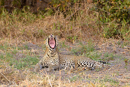 豹,卧,草,嘴,撕破,张嘴,哈欠,南卢安瓜国家公园,赞比亚,非洲