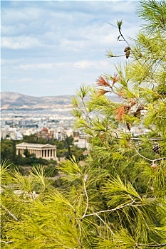枝条,松树,雅典,背景