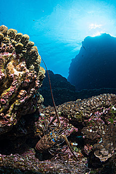 龙虾,海底,石头,索科罗镇,下加利福尼亚州,墨西哥