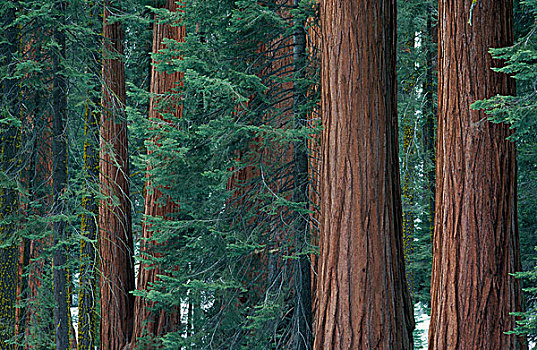 树干,巨杉,年轻,松树,巨大,树林,红杉国家公园