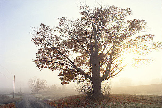 树,日落,安大略省,加拿大