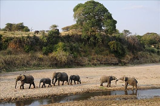 非洲,灌木,大象,非洲象,河,塔兰吉雷国家公园,坦桑尼亚