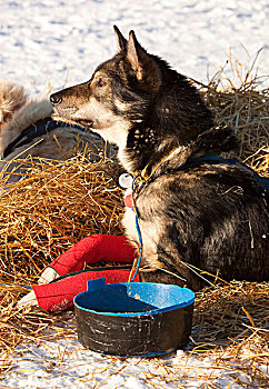 雪橇狗,阿拉斯加,哈士奇犬,旁侧,狗盆,手腕,绷带,检查点,育空,追求,国际,比赛,育空地区,加拿大