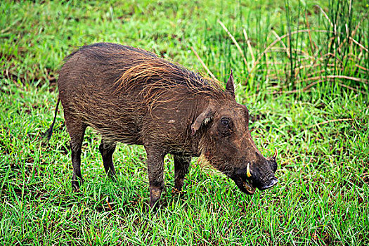 疣猪,成年,喂食,湿地,公园,纳塔耳,南非,非洲