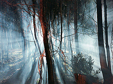 鲜明,背影,亮光,发光,模糊,树,创作,橙色,正面,英格兰,英国,2003年
