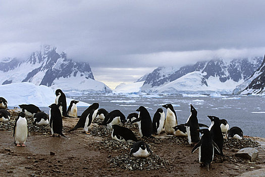 南极,阿德利企鹅,生物群