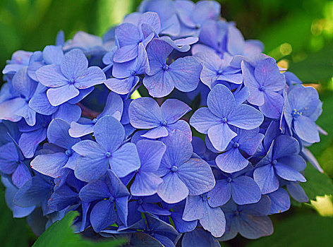 蓝色,八仙花属,绣球花,花