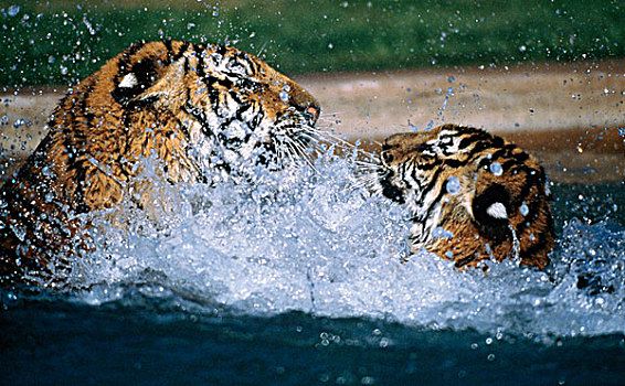 虎,争斗,水塘