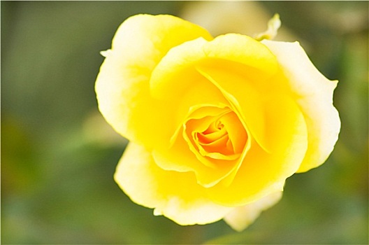 黄玫瑰,浅,景深