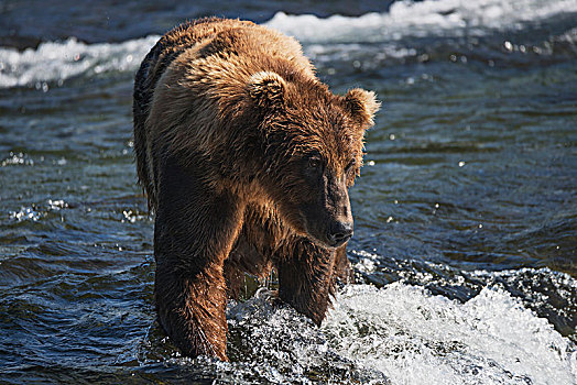 棕熊,走,捕鱼,浅,急流,布鲁克斯河,阿拉斯加,美国