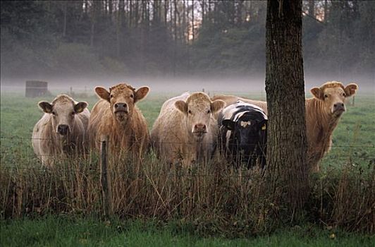 家牛,高地,五个,站立,排列,后面,栅栏,欧洲