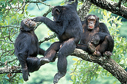 非洲,坦桑尼亚,冈贝国家公园,雄性,黑猩猩,兄弟