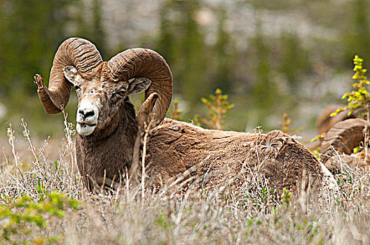 大角羊,休息,土地,碧玉国家公园,艾伯塔省,加拿大