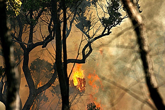 林区大火,国家,公园,西澳大利亚州,澳大利亚