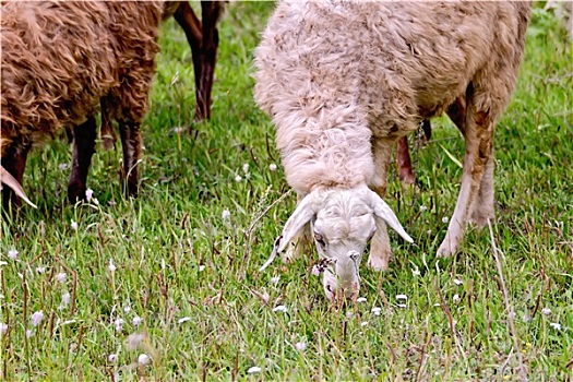 绵羊,绿色,草地