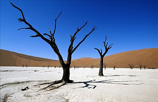 枯木,死亡谷,纳米比诺克陆夫国家公园,纳米布沙漠,纳米比亚,非洲