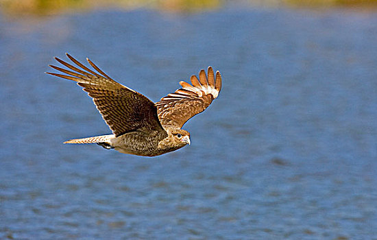 长腿兀鹰,成年,飞行,上方,水,火地岛国家公园,阿根廷,南美