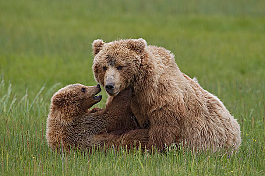 大灰熊,棕熊,母亲,玩,幼兽,克拉克湖,国家公园,阿拉斯加