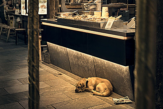喧嚣的街道上一只睡觉的狗