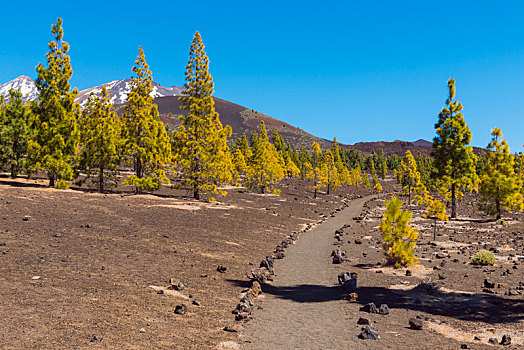 小路,火山地貌,松树,公园,特内里费岛,加纳利群岛,西班牙