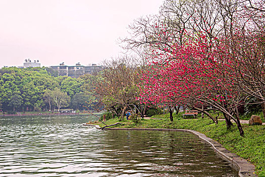红色桃花盛开在年嘉湖畔