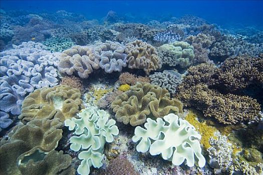 珊瑚礁,遮盖,蘑菇,软珊瑚,菲律宾,太平洋