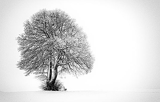孤树,暴风雪,高原,朱拉,巴登符腾堡,德国,欧洲