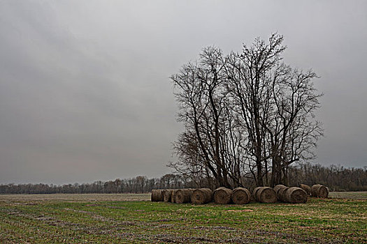 干草包,站立,树,阿肯色州,美国