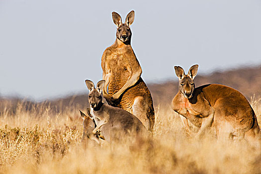 红袋鼠,三个,警惕,国家公园,新南威尔士,澳大利亚