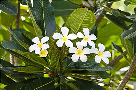 枝条,热带,花,鸡蛋花