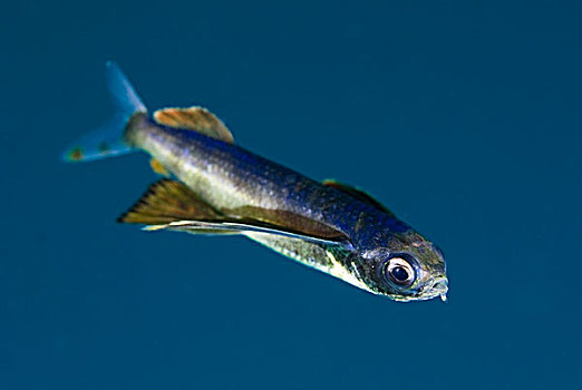 巴布亚新几内亚,岛屿,特写,幼小,飞鱼