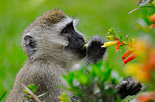 长尾黑颚猴,成年,花,国家公园,卢旺达,非洲