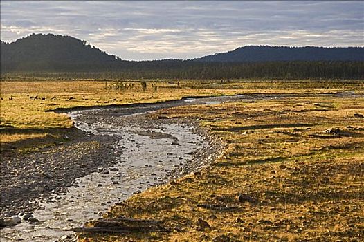 溪流,南岛,新西兰