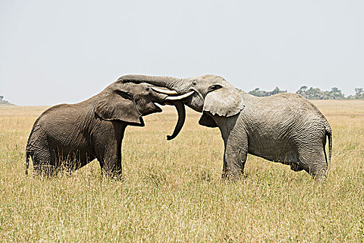 幼兽,雄性动物,非洲象,打斗,象鼻,獠牙,缠结,塞伦盖蒂国家公园,坦桑尼亚
