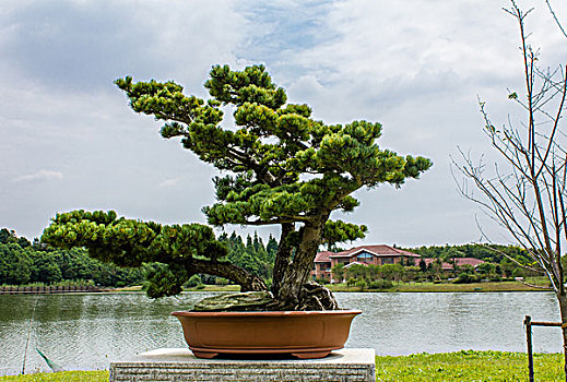 上海奉贤海湾国家森林公园影蛟盆景园