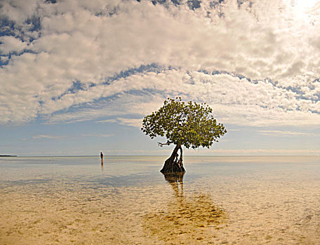 男人,涉水,浅水,靠近,孤木,佛罗里达礁岛群,美国