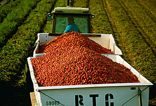 农业,收获,处理,西红柿,装载,道路,室外,地点,卡车,拿,加利福尼亚,美国