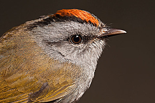 鸣禽,国家公园,厄瓜多尔