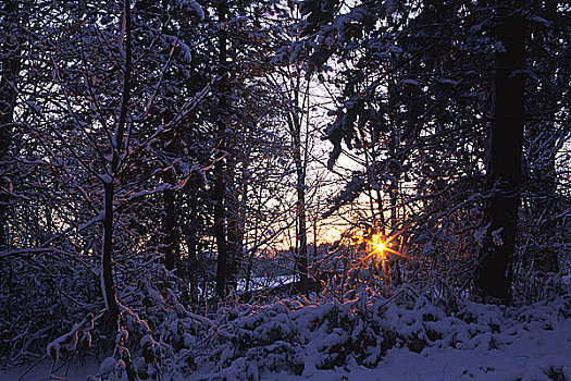 英格兰,斯坦福德郡,太阳,后面,树林,冬天,降雪