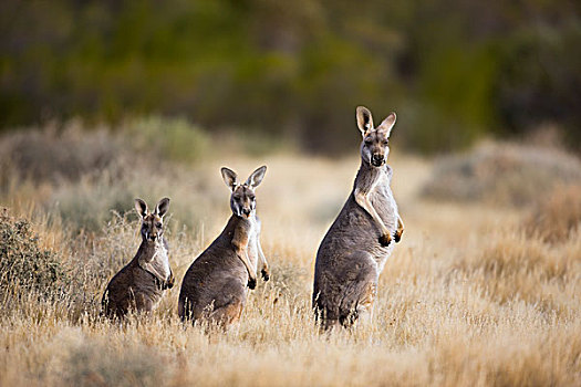 红袋鼠,母亲,幼兽,国家公园,新南威尔士,澳大利亚