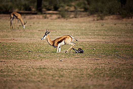 跳羚,女性,站立,出生,卡拉哈迪大羚羊国家公园,南非,次序