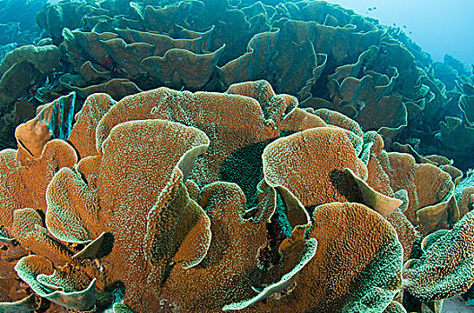 卷心菜,珊瑚,彩虹,礁石,斐济